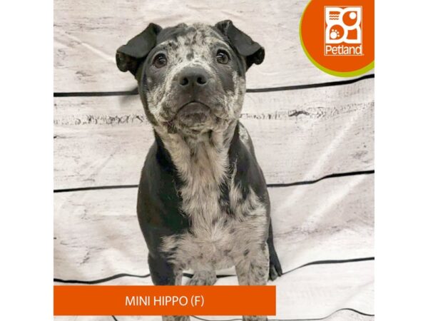 Hippo Mini Dog Female Blue Merle 7825 Petland Ashland, Kentucky