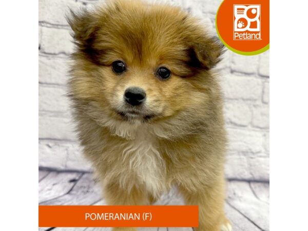 Pomeranian Dog Female Sable / White 7858 Petland Ashland, Kentucky