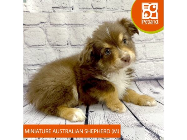 [#7856] Red Male Miniature Australian Shepherd Puppies For Sale