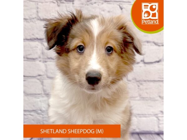 Shetland Sheepdog-Dog-Male-Sable / White-7849-Petland Ashland, Kentucky