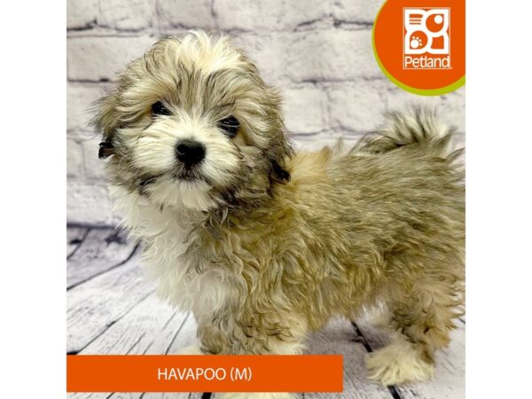 Havapoo-Dog-Male-Sable-7851-Petland Ashland, Kentucky