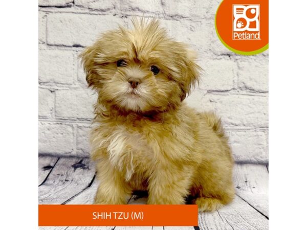 Shih Tzu Dog Male Gold 7845 Petland Ashland, Kentucky