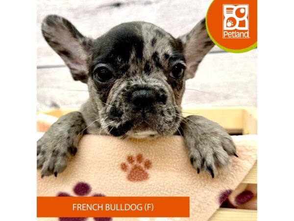 French Bulldog Dog Female Blue Merle 7853 Petland Ashland, Kentucky