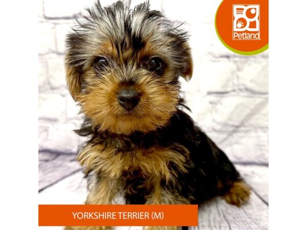 [#7874] Black / Tan Male Yorkshire Terrier Puppies For Sale
