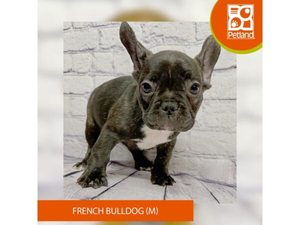 French Bulldog Dog Male Black 7872 Petland Ashland, Kentucky