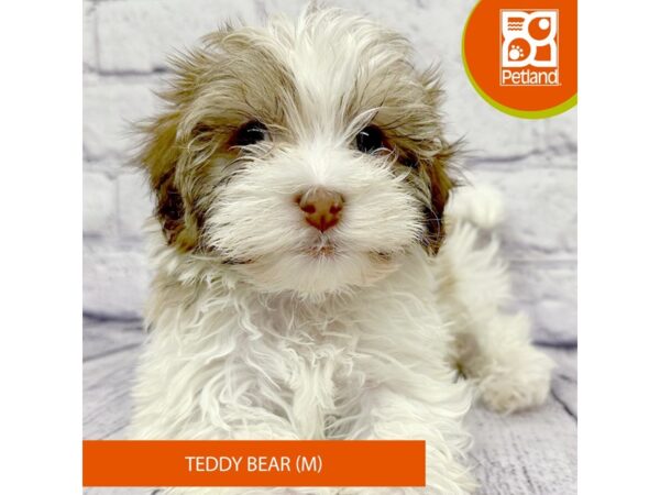 [#7869] Gold / White Male Teddy Bear Puppies For Sale