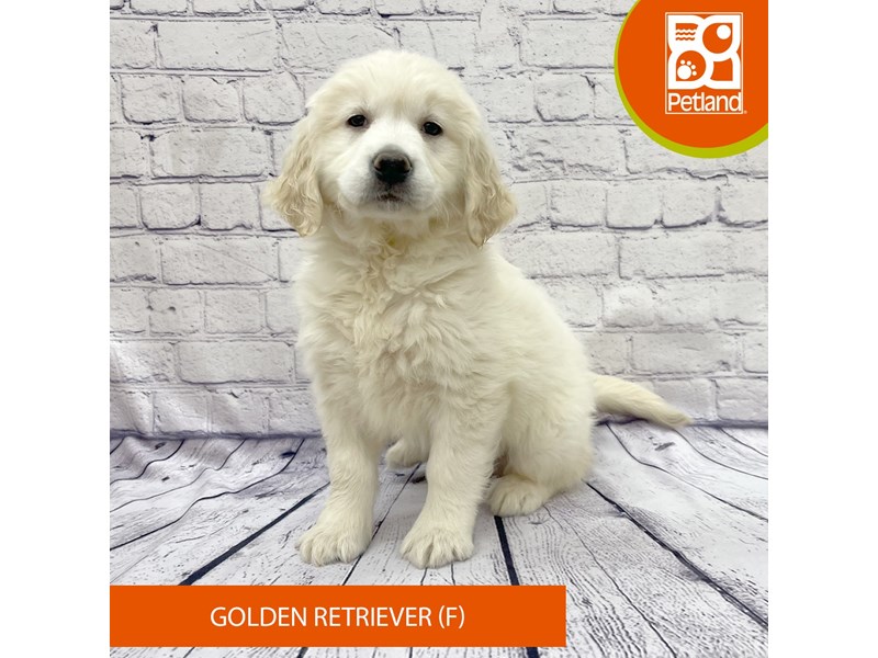 Golden Retriever - 7865 Image #1