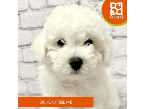 [#7861] White Male Bichon Frise Puppies For Sale