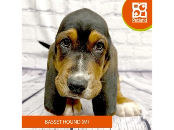 Basset Hound Dog Male Black White / Tan 7860 Petland Ashland, Kentucky