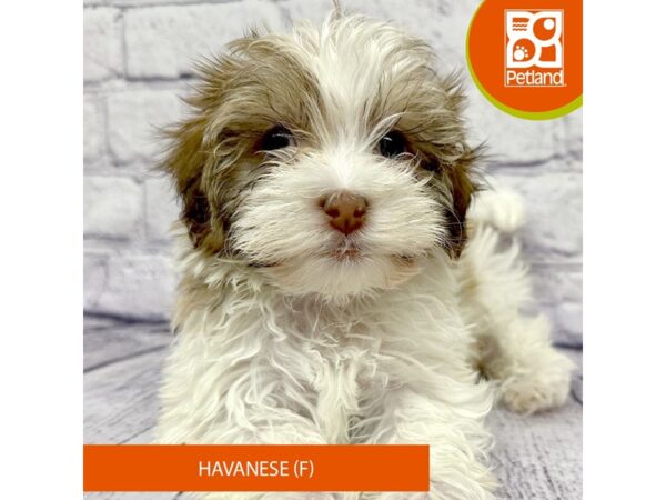 Havanese Dog Female Tri-Colored 7875 Petland Ashland, Kentucky