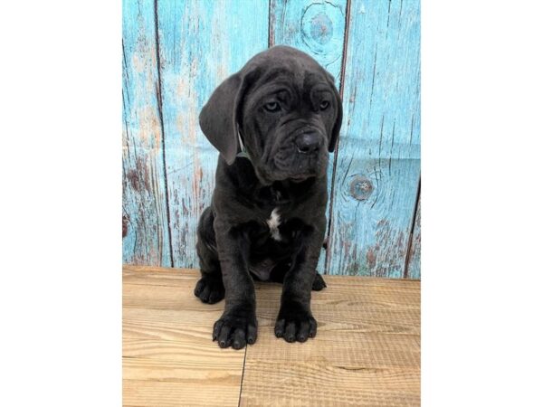 Cane Corso Dog Male Blue 7885 Petland Ashland, Kentucky