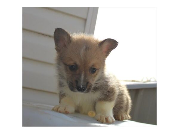 Pembroke Welsh Corgi-Dog-Male-Sable / White-7894-Petland Ashland, Kentucky