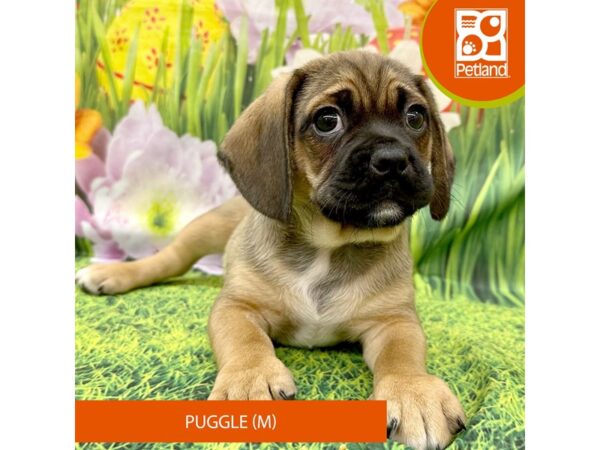 Puggle-Dog-Male-Fawn-7880-Petland Ashland, Kentucky