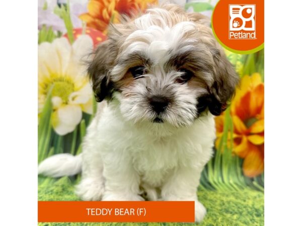 [#7881] Gold / White Female Teddy Bear Puppies For Sale