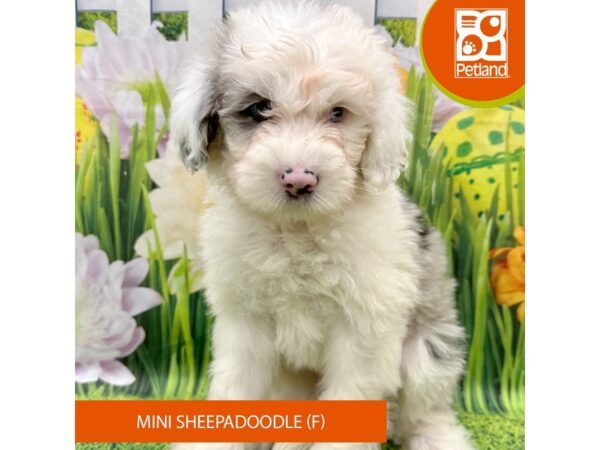 Sheepadoodle Mini Dog Female Blue Merle / White 7883 Petland Ashland, Kentucky