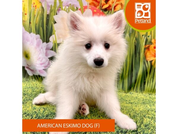 American Eskimo Dog-Dog-Female-White-7884-Petland Ashland, Kentucky