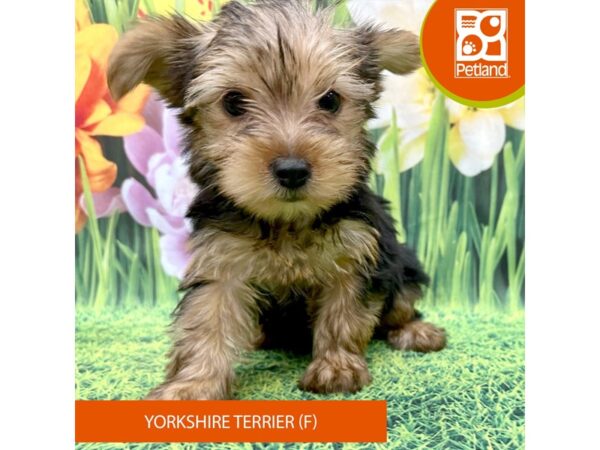 Yorkshire Terrier Dog Female Black / Tan 7895 Petland Ashland, Kentucky