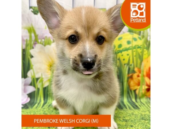 [#7894] Sable / White Male Pembroke Welsh Corgi Puppies For Sale