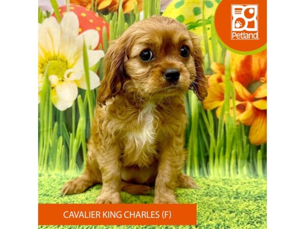 Cavalier King Charles Spaniel-Dog-Female-Ruby-7892-Petland Ashland, Kentucky