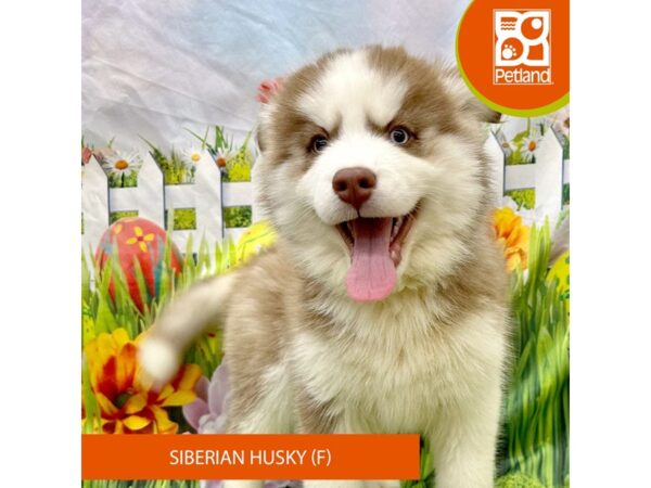 Siberian Husky Dog Female Red / White 7889 Petland Ashland, Kentucky