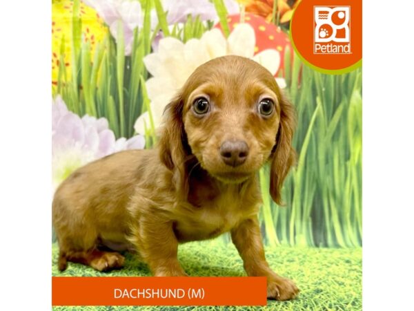 Dachshund-Dog-Male-Red-7897-Petland Ashland, Kentucky