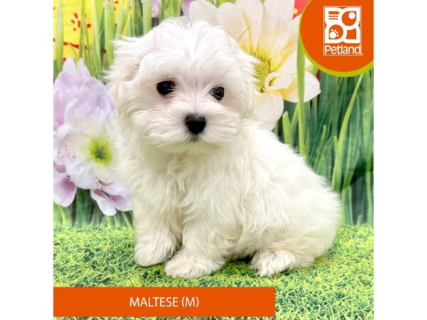 [#7893] White Male Maltese Puppies For Sale