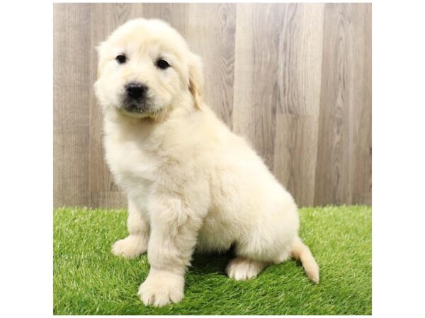 Golden Retriever Dog Male Golden 7902 Petland Ashland, Kentucky