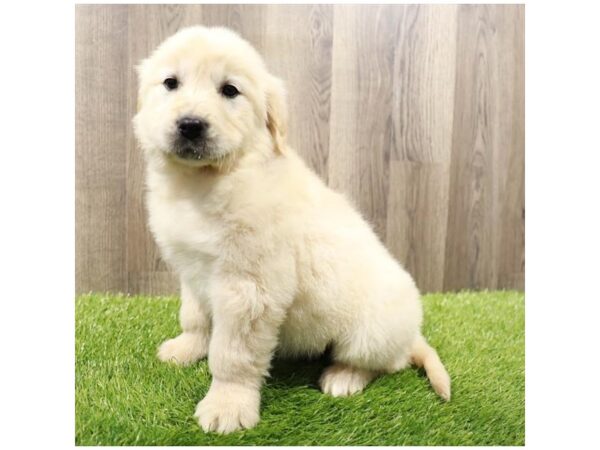 [#7902] Golden Male Golden Retriever Puppies For Sale