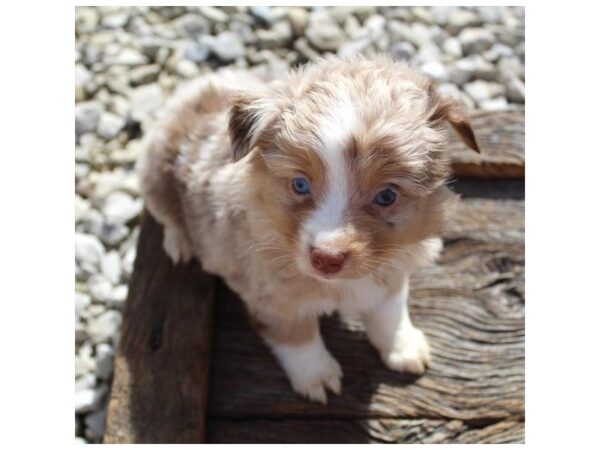 Miniature Australian Shepherd Dog Female Red Merle 7907 Petland Ashland, Kentucky