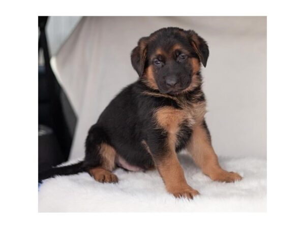 German Shepherd Dog Dog Male Black / Red 7905 Petland Ashland, Kentucky