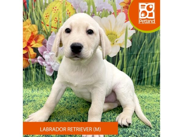 Labrador Retriever Dog Male Yellow 7903 Petland Ashland, Kentucky