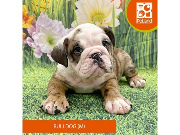 [#7901] Red Brindle / White Male Bulldog Puppies For Sale