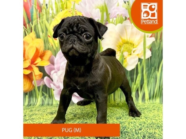 Pug Dog Male Black 7904 Petland Ashland, Kentucky