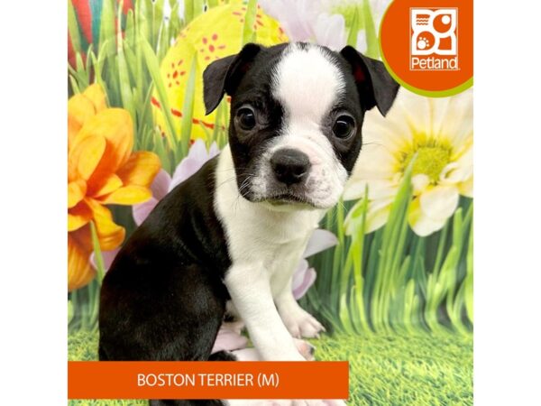 [#7906] Black / White Male Boston Terrier Puppies For Sale