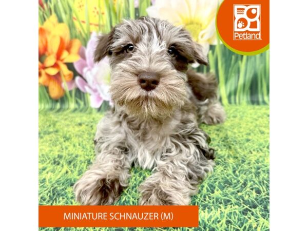 [#7914] Liver Merle Male Miniature Schnauzer Puppies For Sale