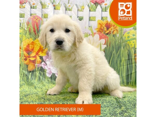 [#7913] Golden Male Golden Retriever Puppies For Sale