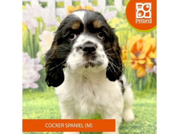 Cocker Spaniel-Dog-Male-Black / White-7912-Petland Ashland, Kentucky