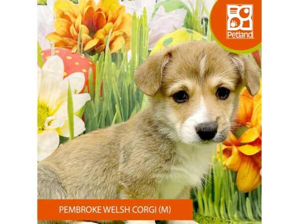 [#7908] Sable / White Male Pembroke Welsh Corgi Puppies For Sale