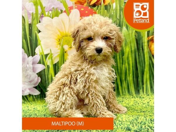 [#7911] Tan Male Maltipoo Puppies For Sale
