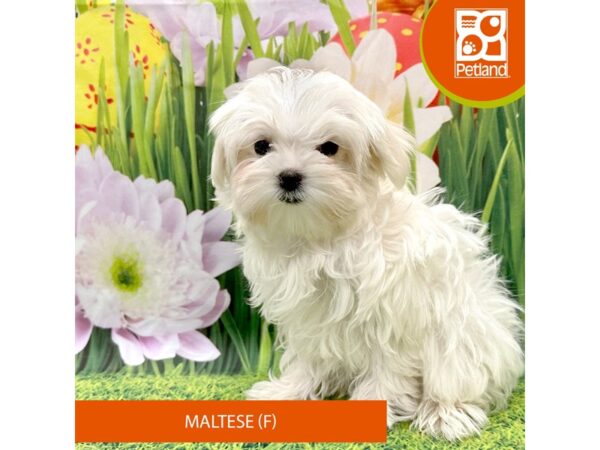 Maltese Dog Female White 7926 Petland Ashland, Kentucky