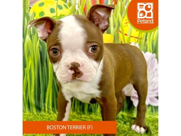[#7924] Seal / White Female Boston Terrier Puppies For Sale