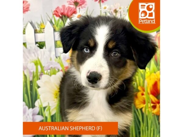 [#7923] Black White / Tan Female Australian Shepherd Puppies For Sale