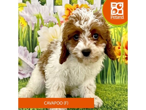 Cavapoo Dog Female Blenheim 7922 Petland Ashland, Kentucky