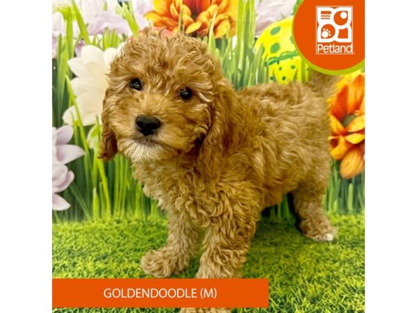 [#7921] Red Male Goldendoodle Puppies For Sale
