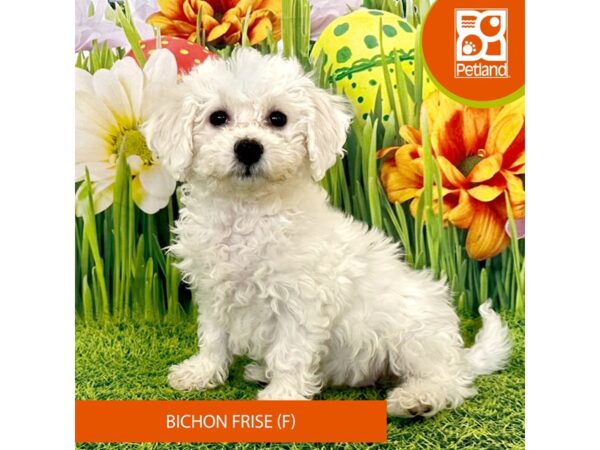 Bichon Frise-Dog-Female-White-7919-Petland Ashland, Kentucky