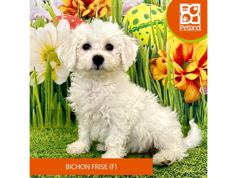 Bichon Frise - 7919 Image #1