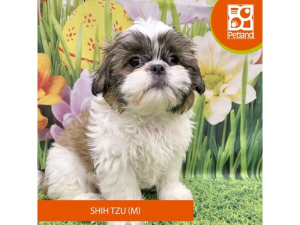 Shih Tzu-Dog-Male-Gold / White-7918-Petland Ashland, Kentucky