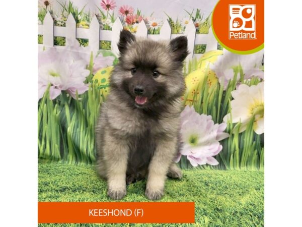 Keeshond-Dog-Female-Silver Sable-7917-Petland Ashland, Kentucky