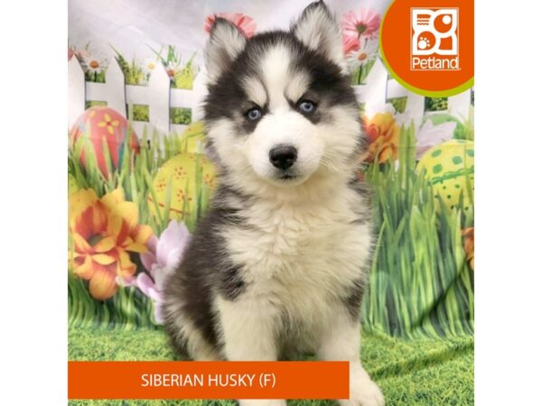 [#7916] Black / White Female Siberian Husky Puppies For Sale