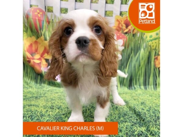 [#7915] Blenheim Male Cavalier King Charles Spaniel Puppies For Sale